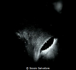 Black fish by Scozio Salvatore 